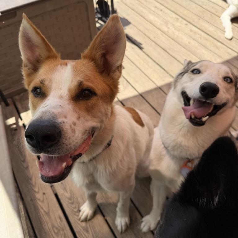 Chester, a Adoptable mixed breed in Fayetteville, AR image 6/6