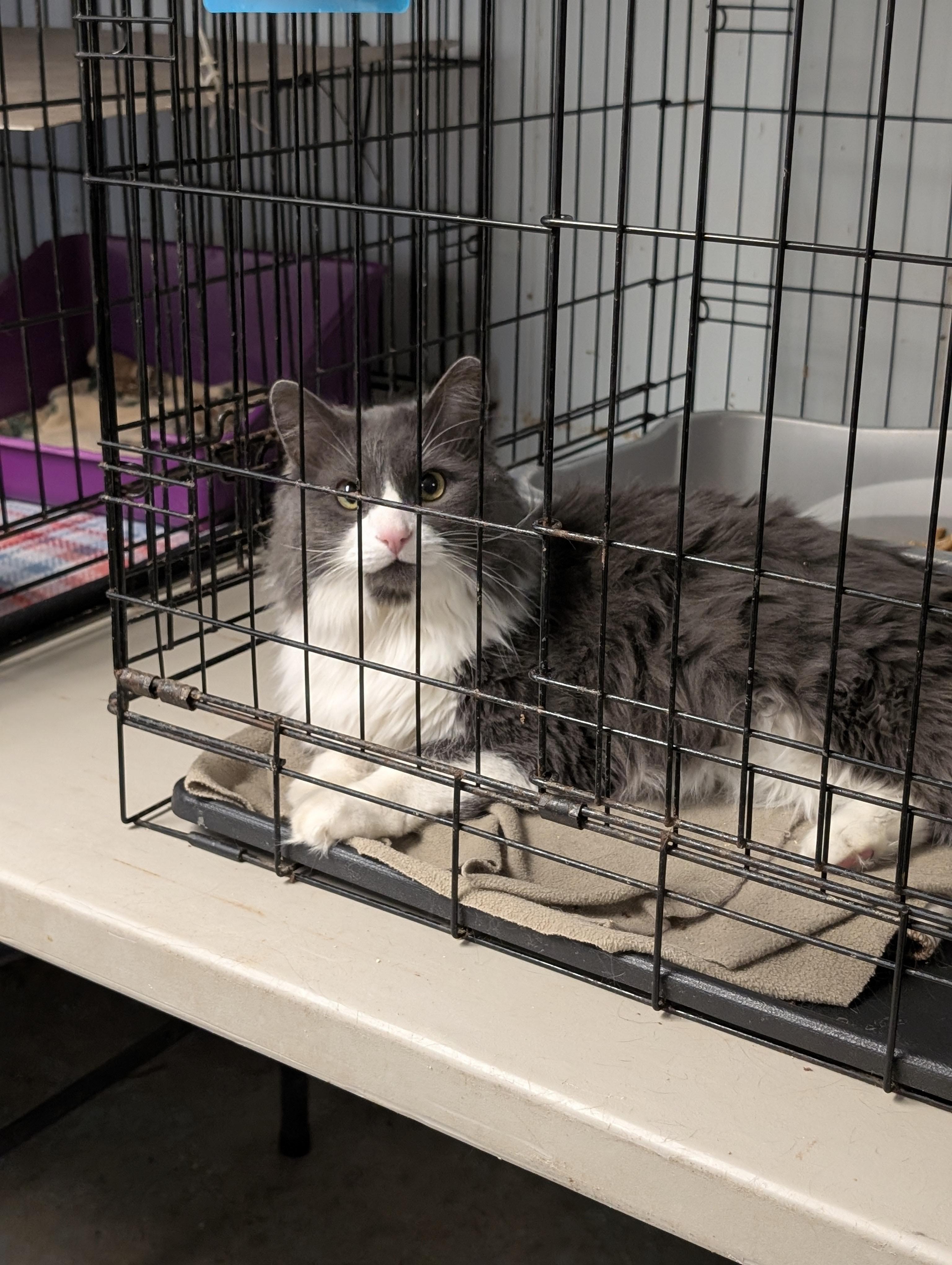 Enlarge Ivan, an adopted Domestic Long Hair in Tilton, IL image 3/3