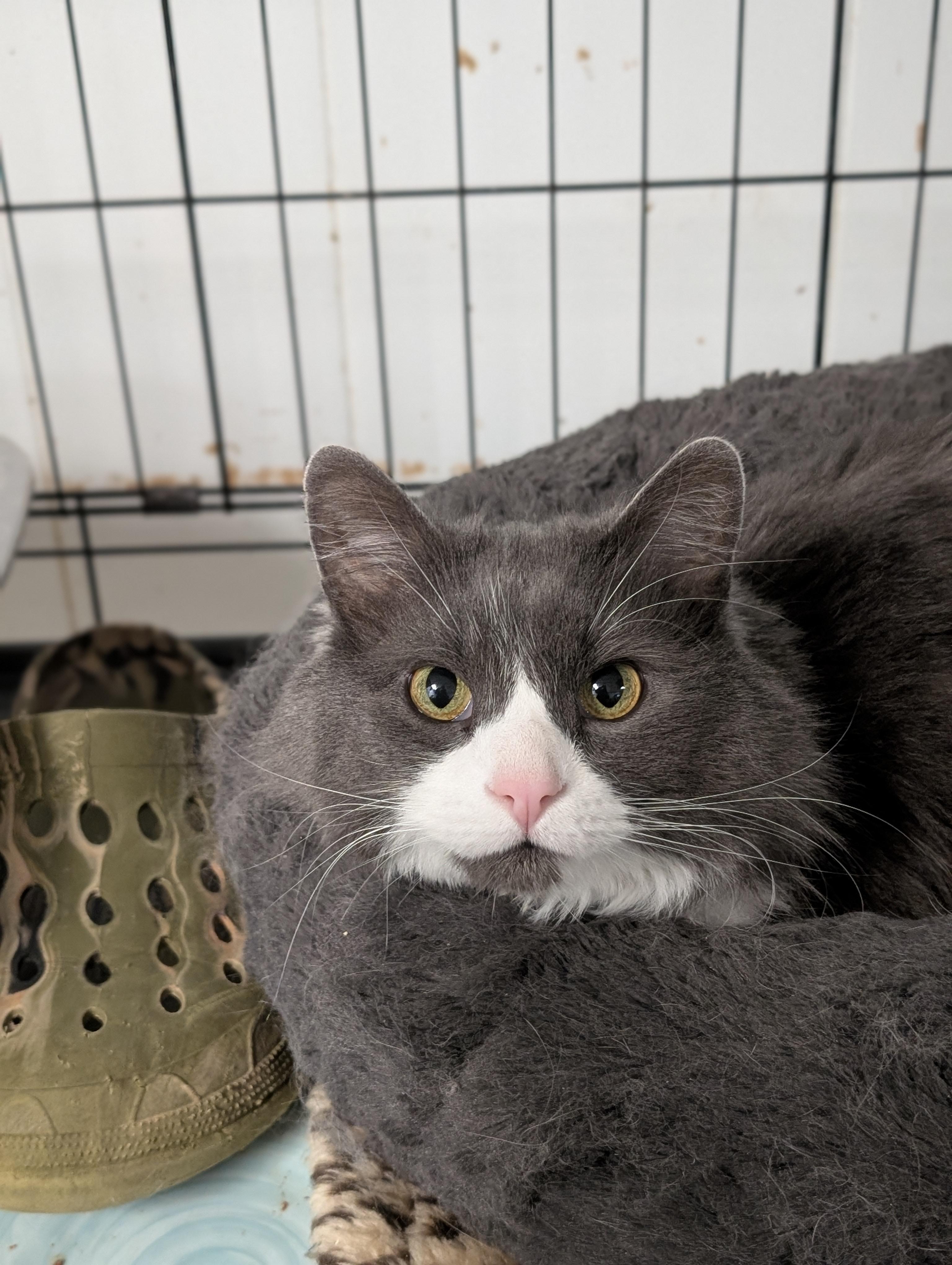 Ivan, adopted, Adult Male Domestic Long Hair.