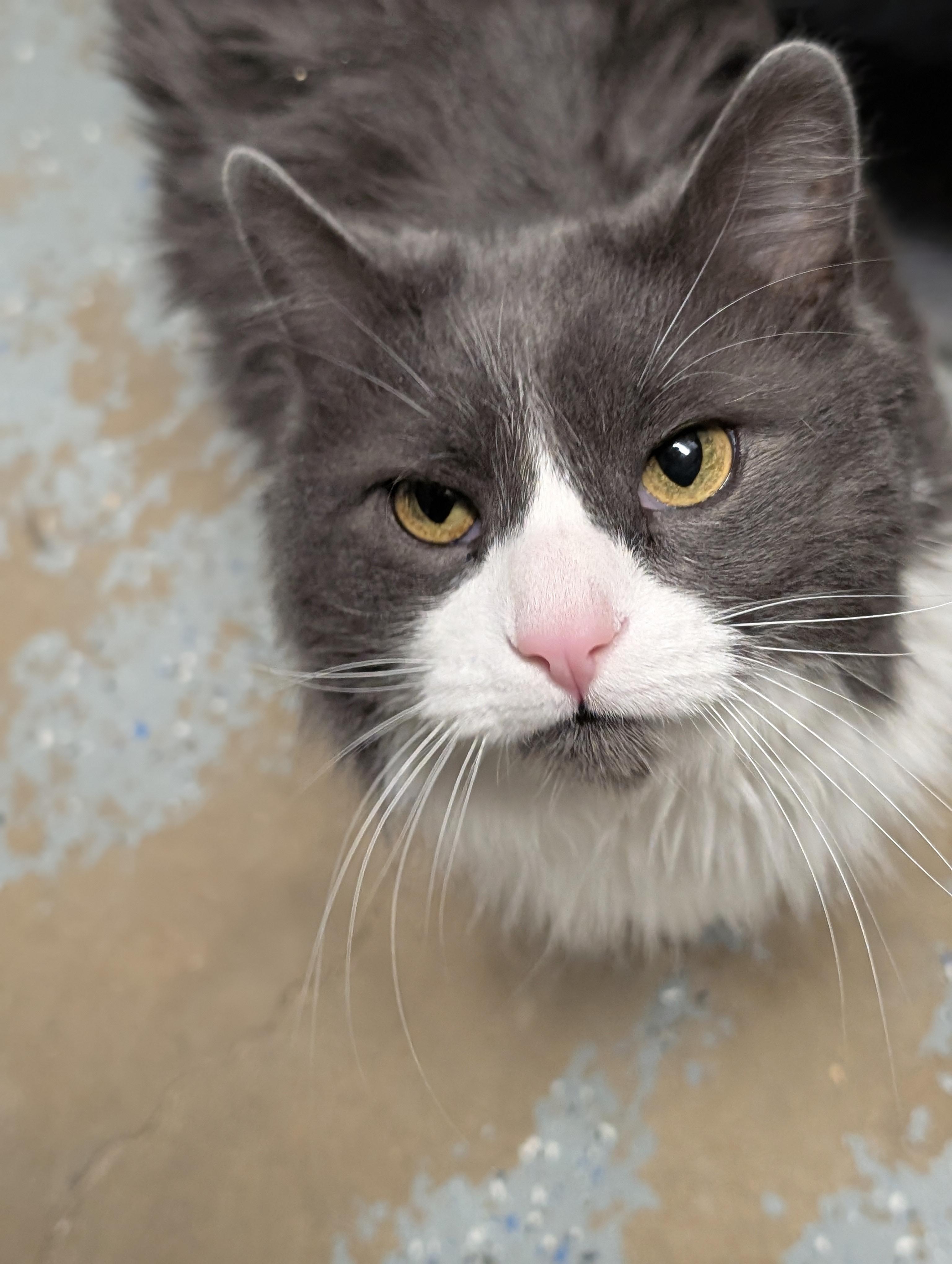 Enlarge Ivan, an adopted Domestic Long Hair in Tilton, IL image 2/3