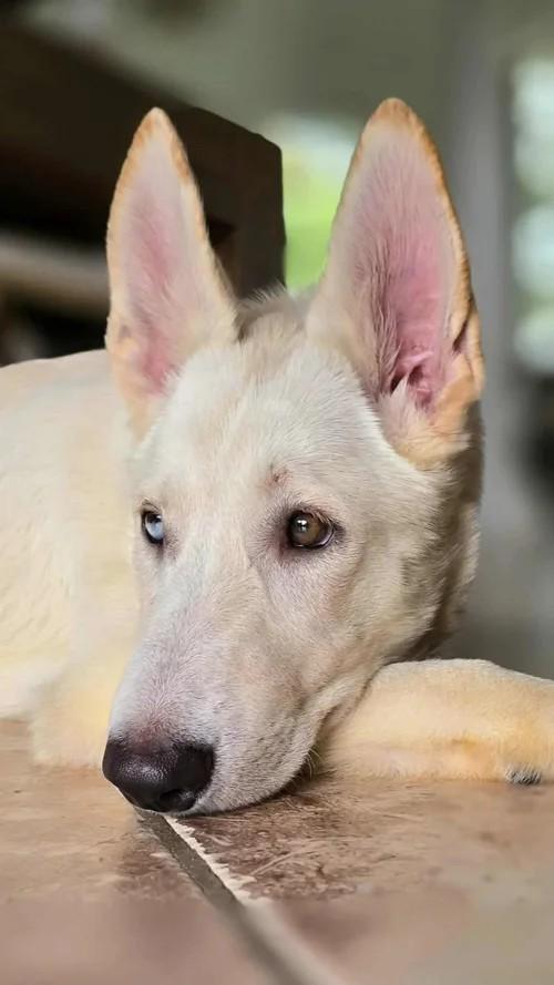 Pandora, Adoptable, Puppy Female German Shepherd Dog & Siberian Husky.