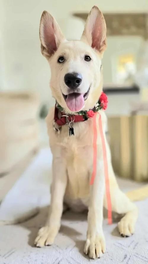 Pandora, a Adoptable mixed breed in Winter Springs, FL image 2/6