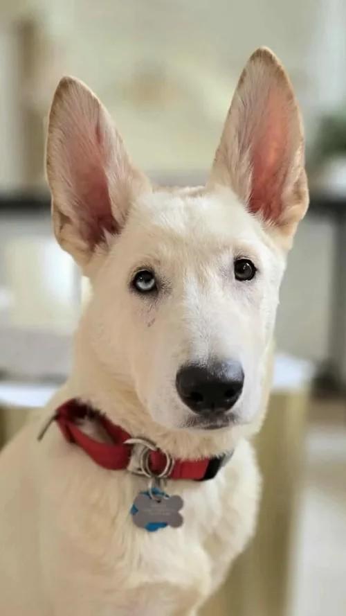 Pandora, a Adoptable mixed breed in Winter Springs, FL image 3/6