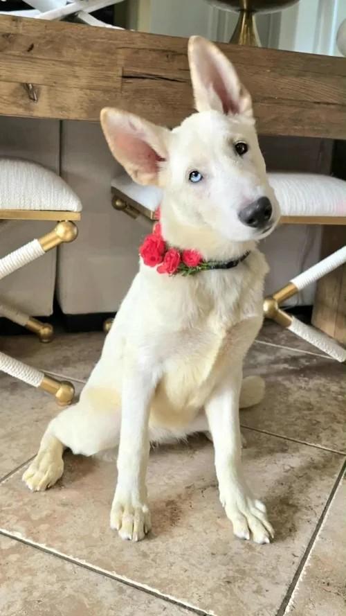 Pandora, a Adoptable mixed breed in Winter Springs, FL image 4/6