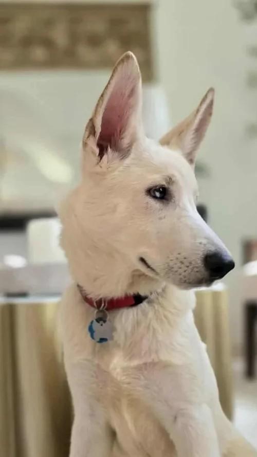 Pandora, a Adoptable mixed breed in Winter Springs, FL image 5/6