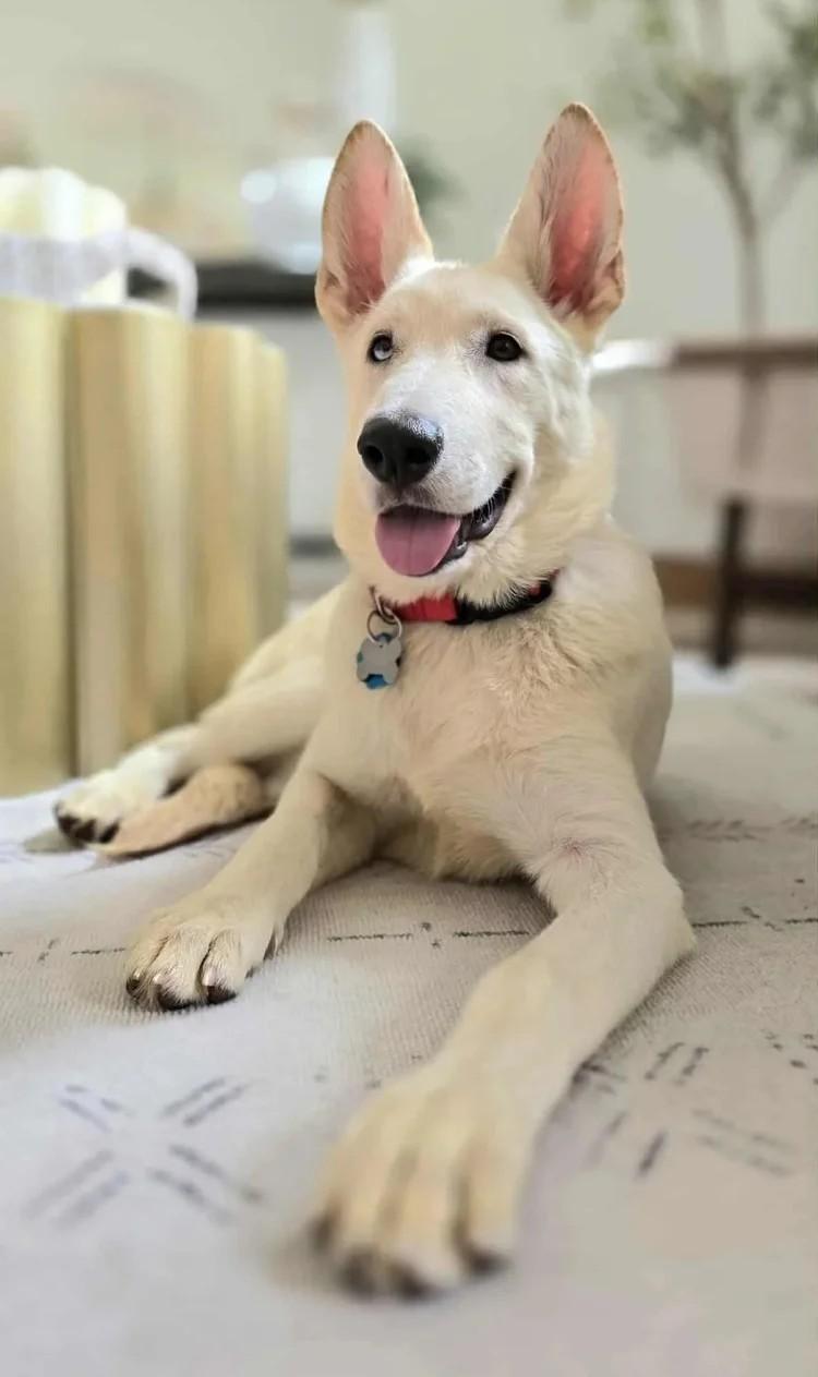 Pandora, a Adoptable mixed breed in Winter Springs, FL image 6/6