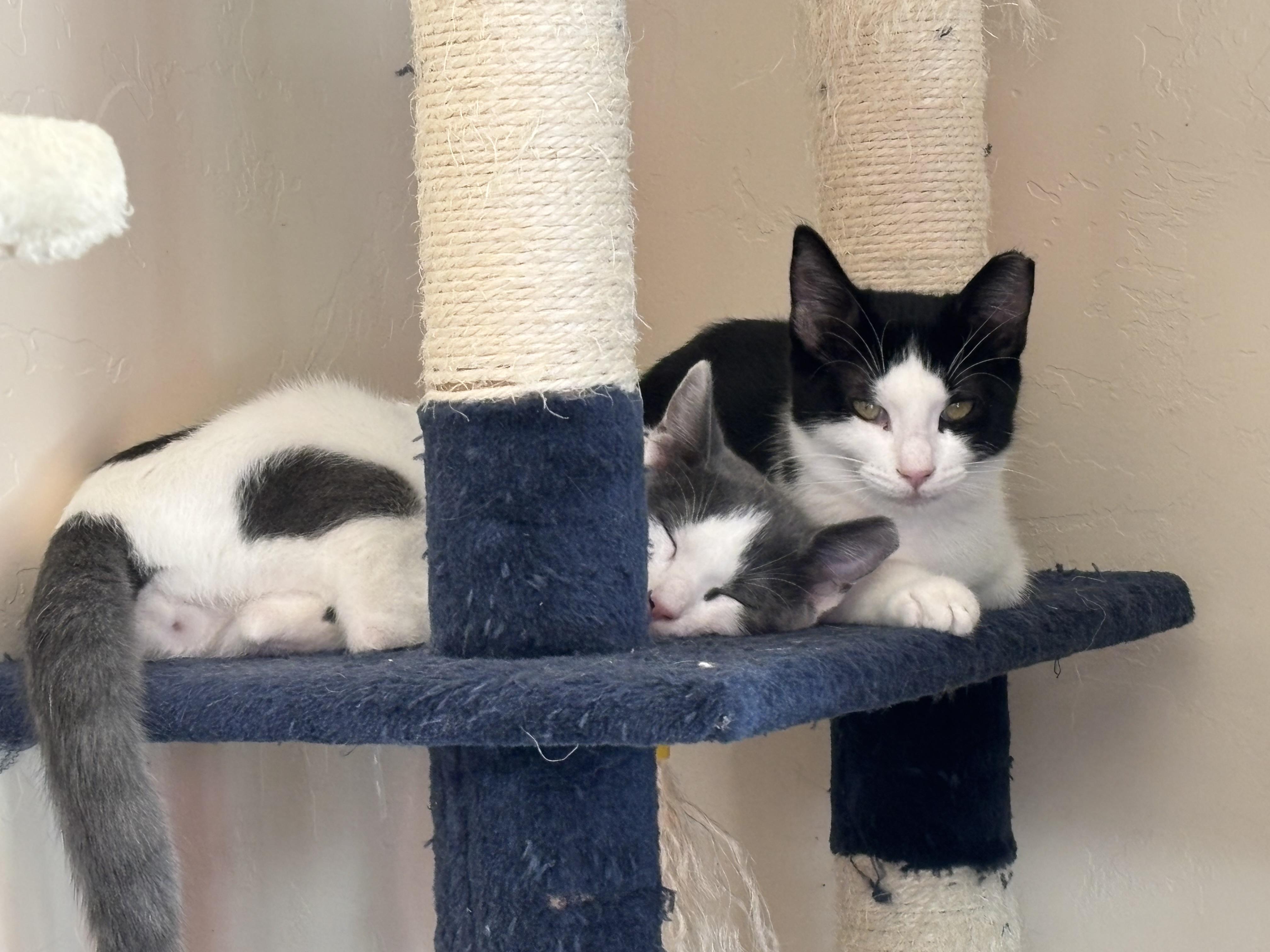 Enlarge Jackie, a Adoptable Domestic Short Hair in Sierra Vista, AZ image 4/4