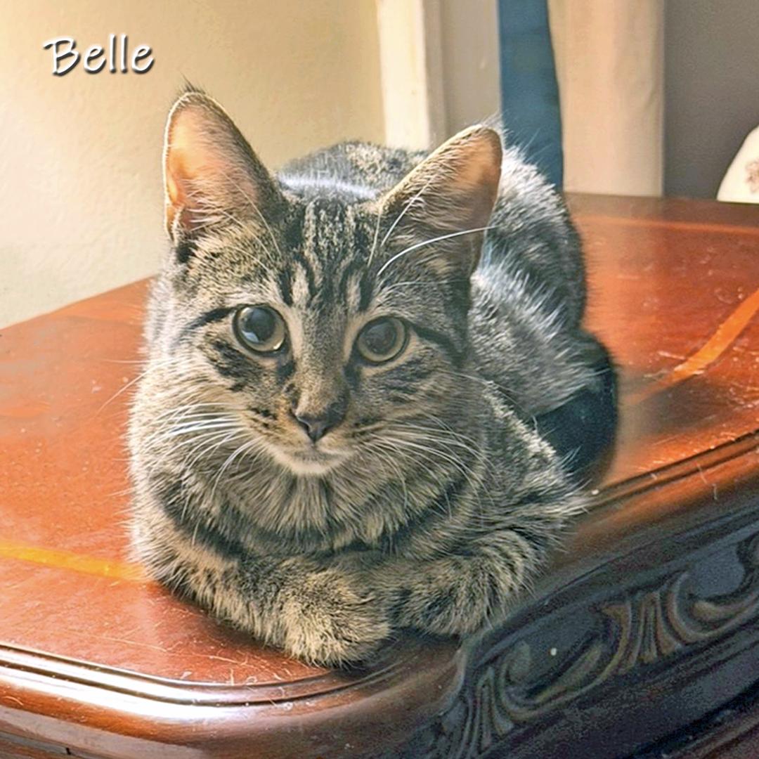 Belle, a Adoptable Domestic Short Hair in Chicago, IL image 1/2