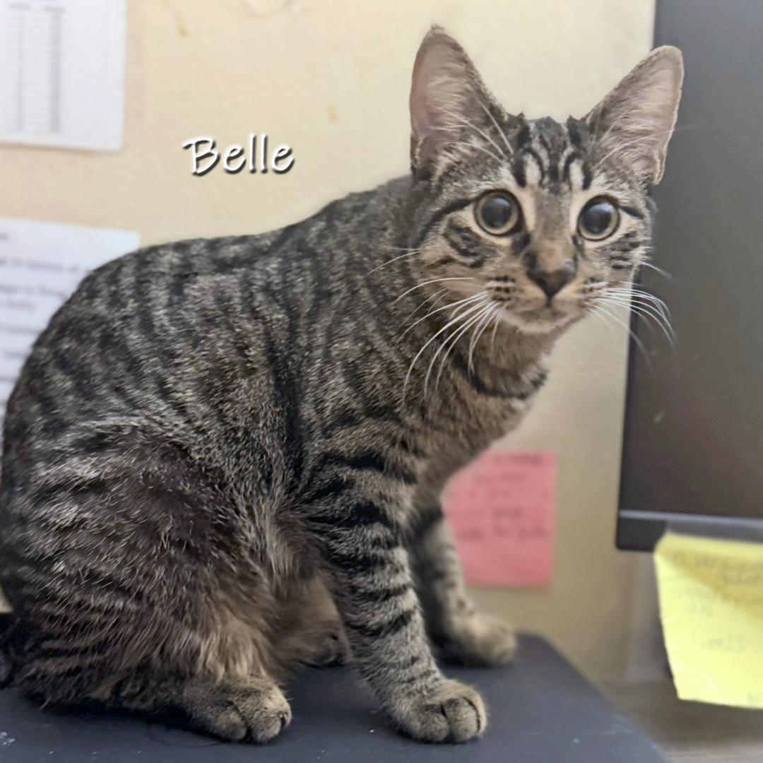 Belle, a Adoptable Domestic Short Hair in Chicago, IL image 2/2