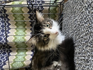 Puss 'N Boots