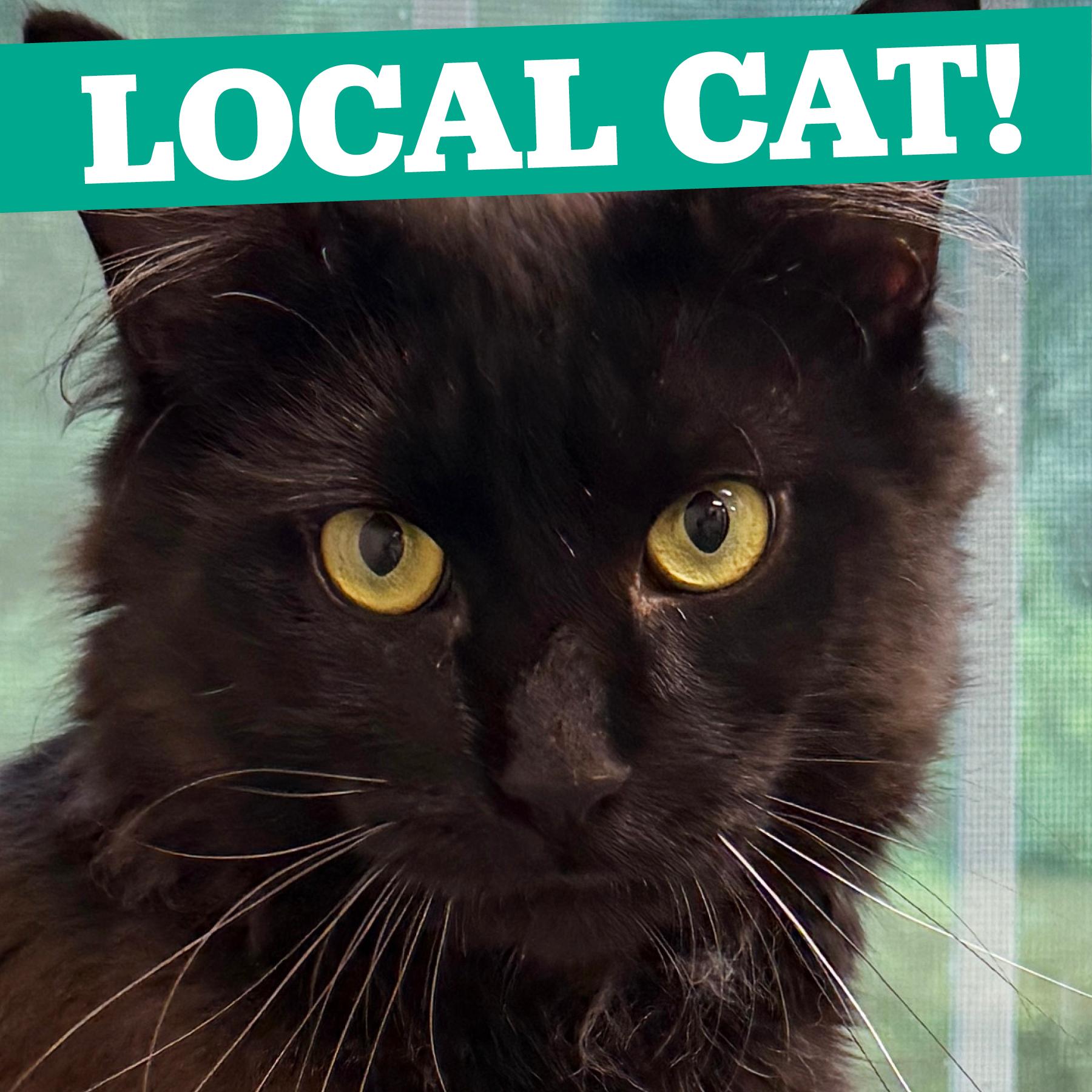 LOCAL CAT, Jefferson, a Adoptable mixed breed in Clayville, RI image 1/6
