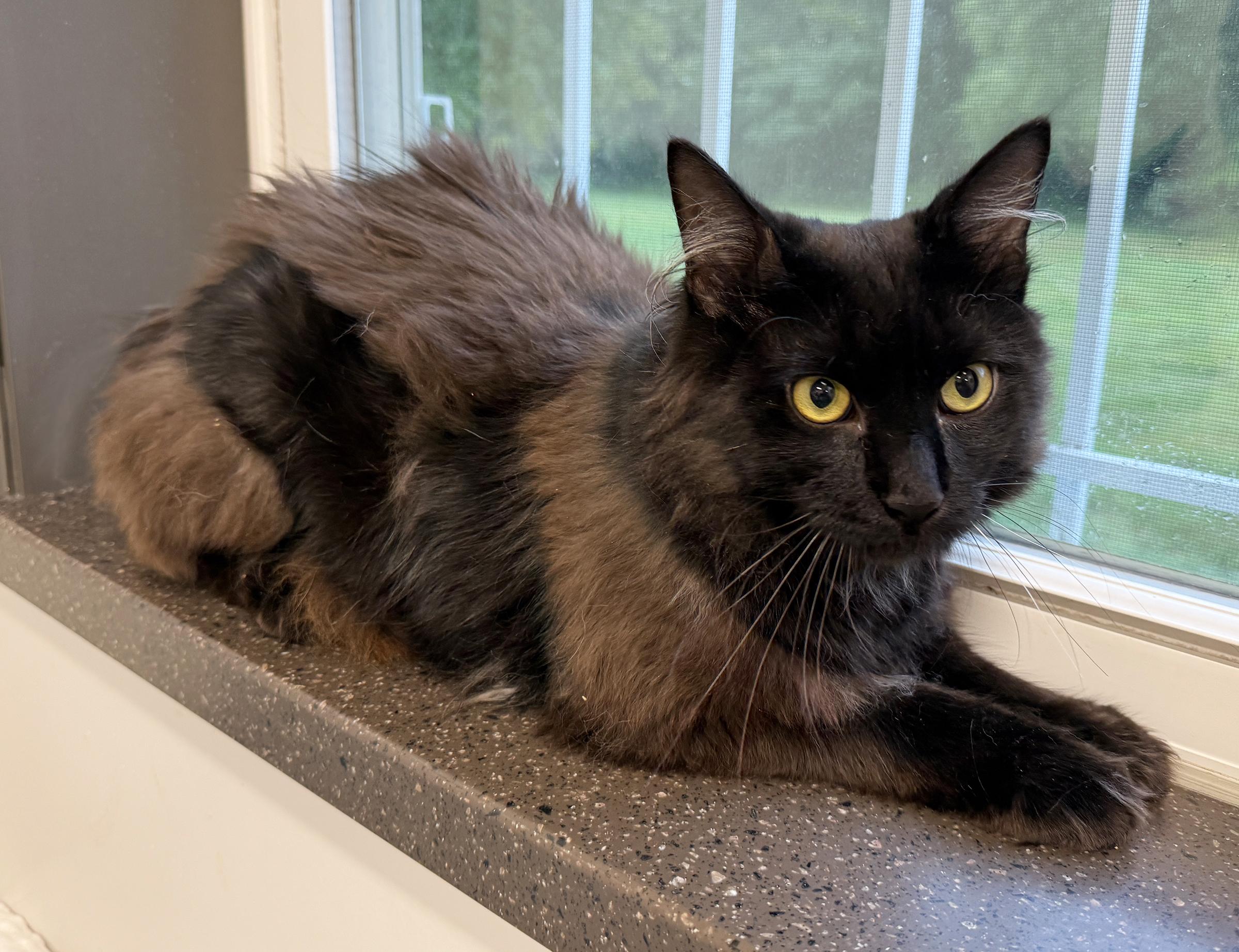 LOCAL CAT, Jefferson, a Adoptable mixed breed in Clayville, RI image 3/6