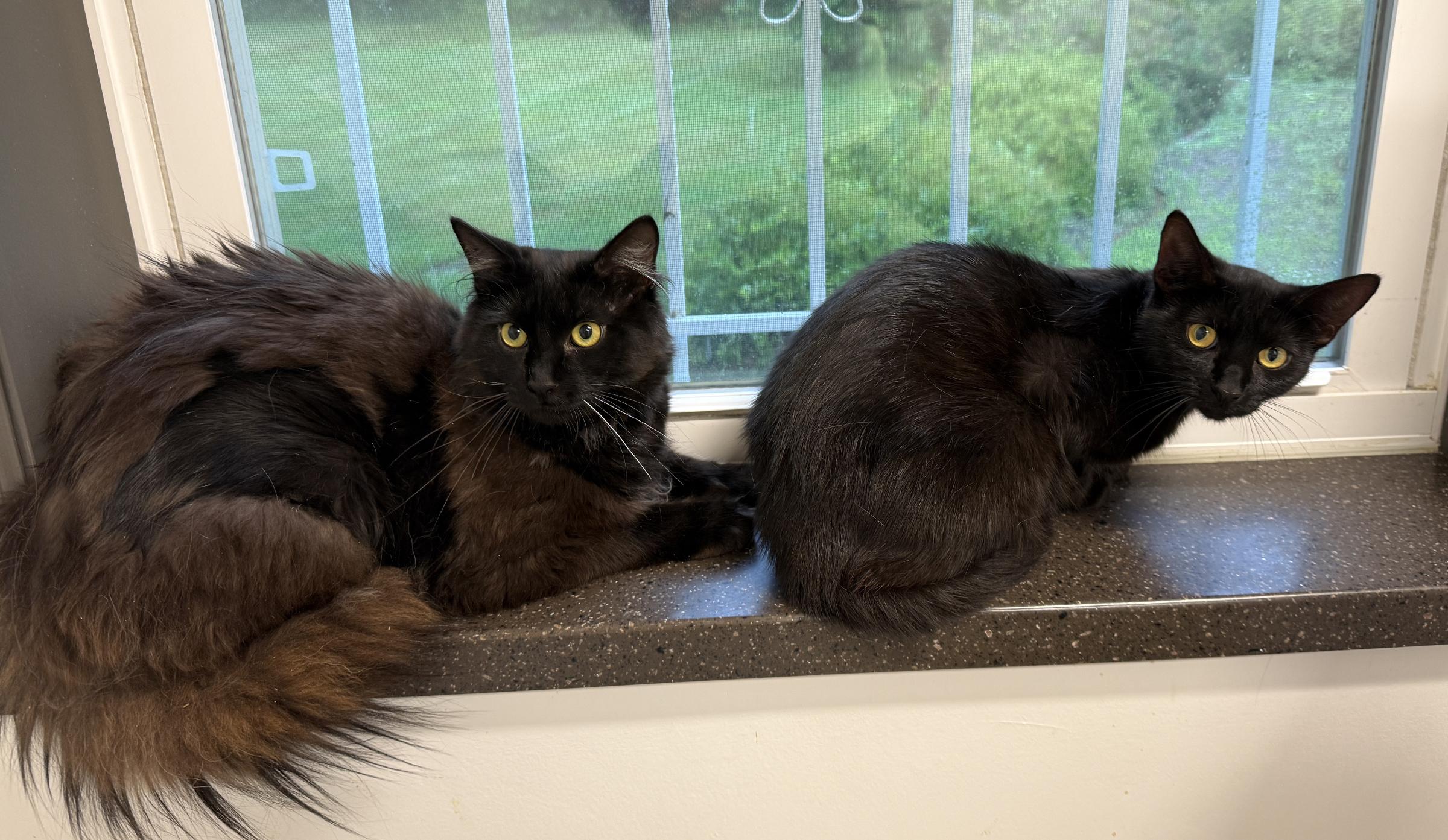 LOCAL CAT, Jefferson, a Adoptable mixed breed in Clayville, RI image 4/6