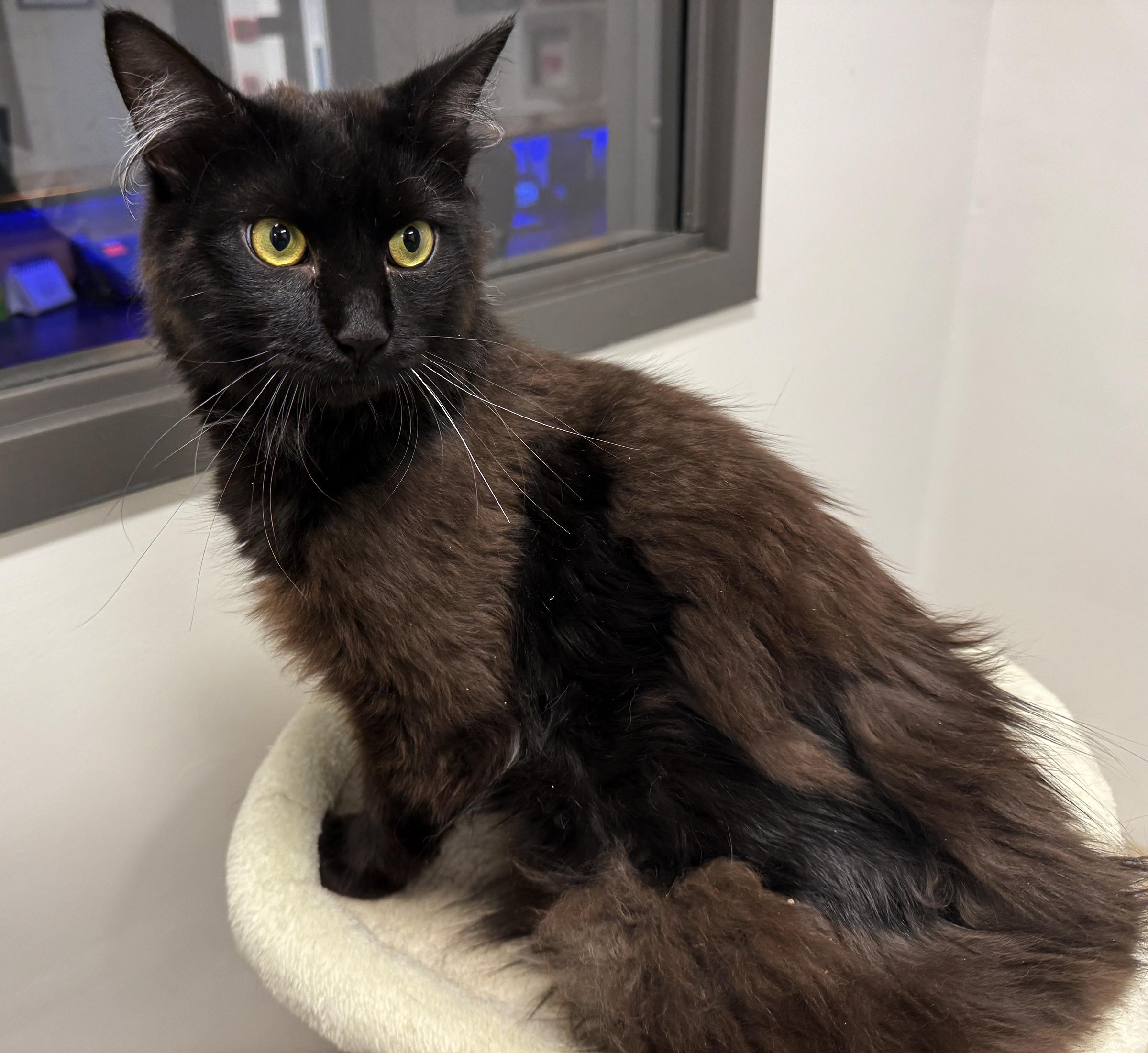 LOCAL CAT, Jefferson, a Adoptable mixed breed in Clayville, RI image 6/6