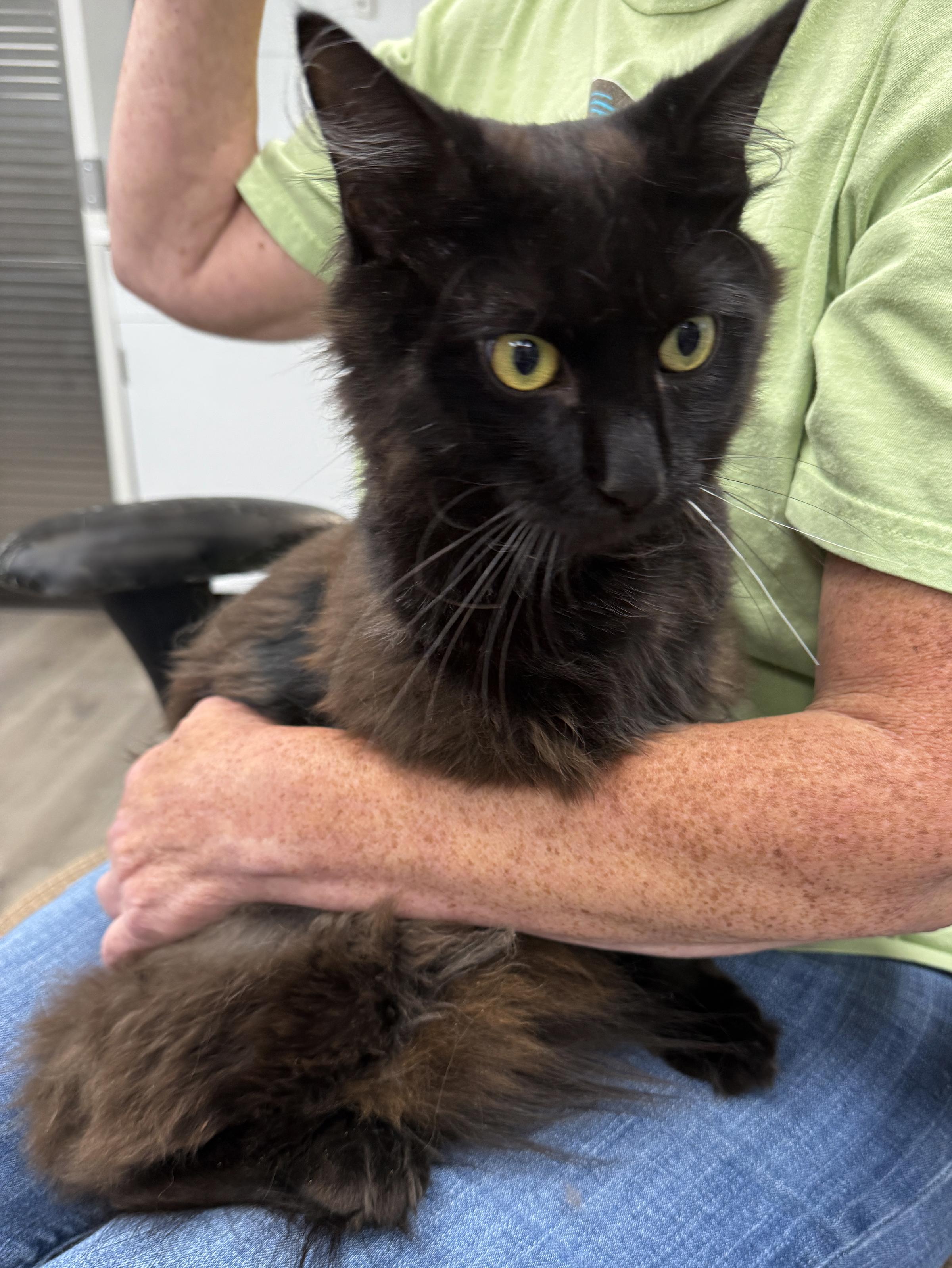 LOCAL CAT, Jefferson, a Adoptable mixed breed in Clayville, RI image 5/6