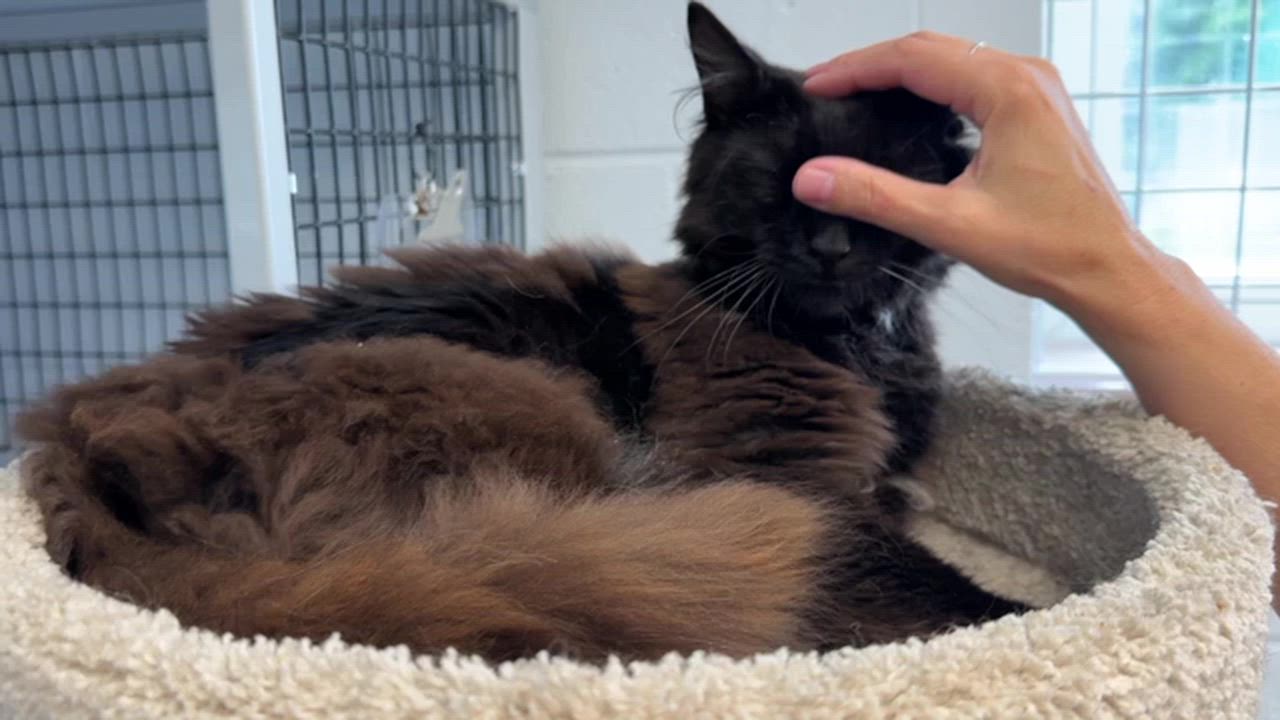 Enlarge LOCAL CAT, Jefferson, a Adoptable mixed breed in Clayville, RI video 2/6