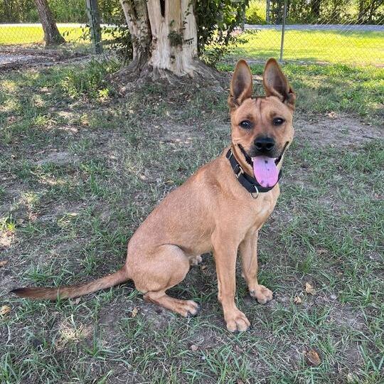 Amelia Earhart, Adoptable, Young Female Terrier.