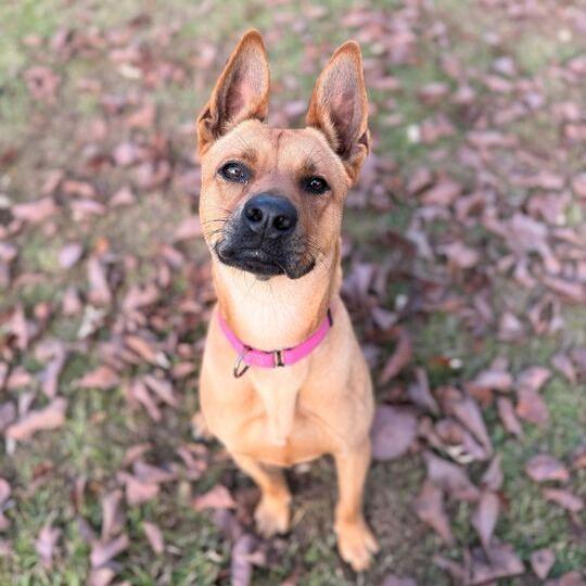 Enlarge Amelia Earhart, a Adoptable mixed breed in Carencro, LA image 2/6