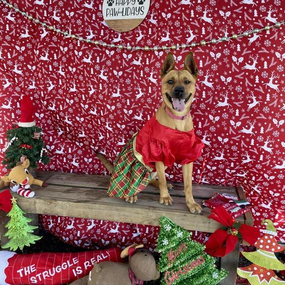 Enlarge Amelia Earhart, a Adoptable mixed breed in Carencro, LA image 3/6