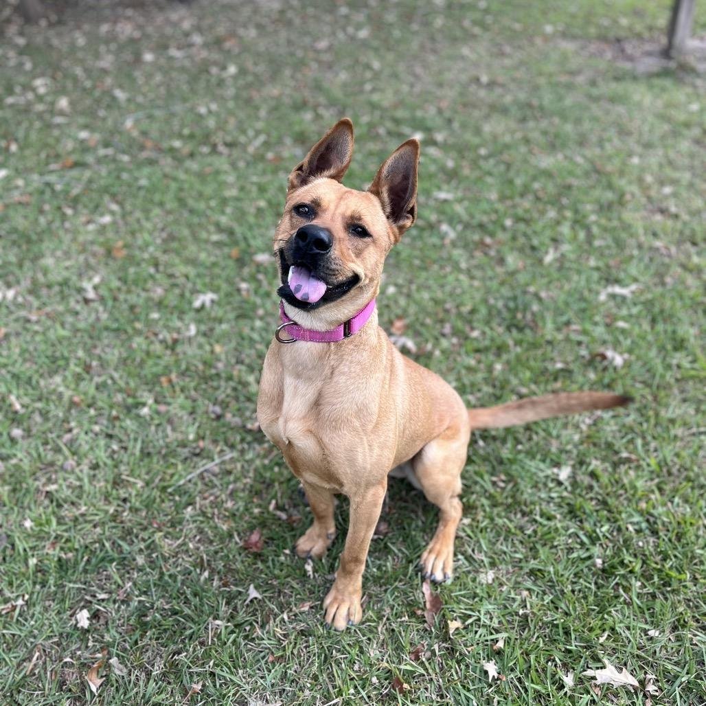 Enlarge Amelia Earhart, a Adoptable mixed breed in Carencro, LA image 4/6