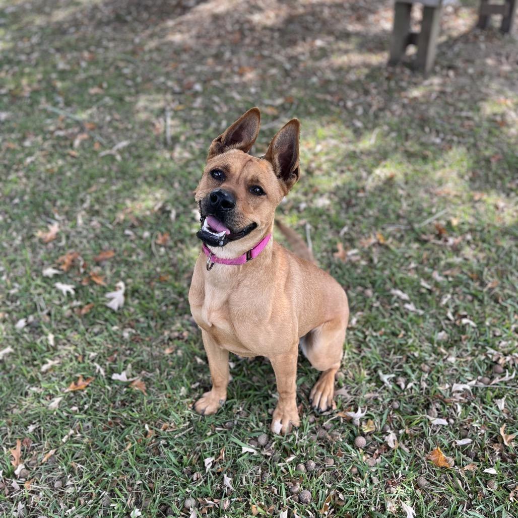 Enlarge Amelia Earhart, a Adoptable mixed breed in Carencro, LA image 5/6