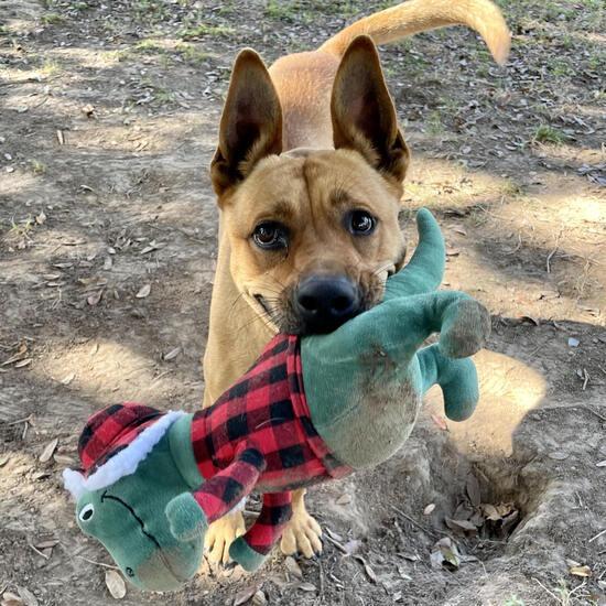 Enlarge Amelia Earhart, a Adoptable mixed breed in Carencro, LA image 6/6