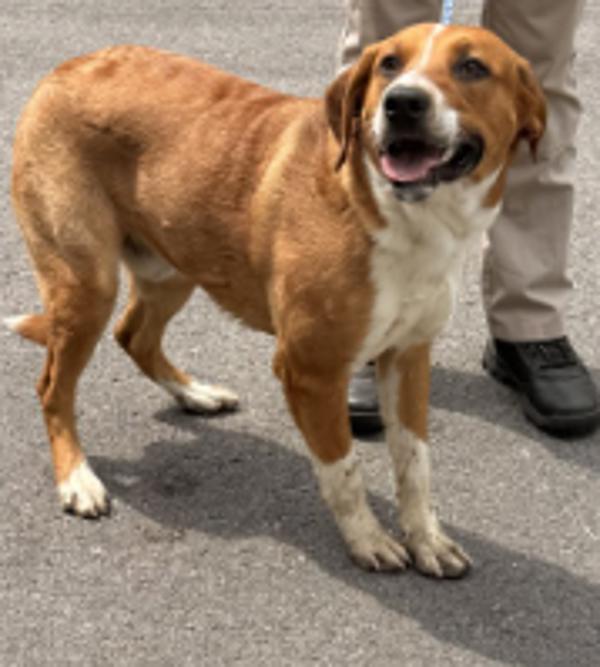 Enlarge Toby, a Adoptable mixed breed in Campbellsville, KY image 1/1