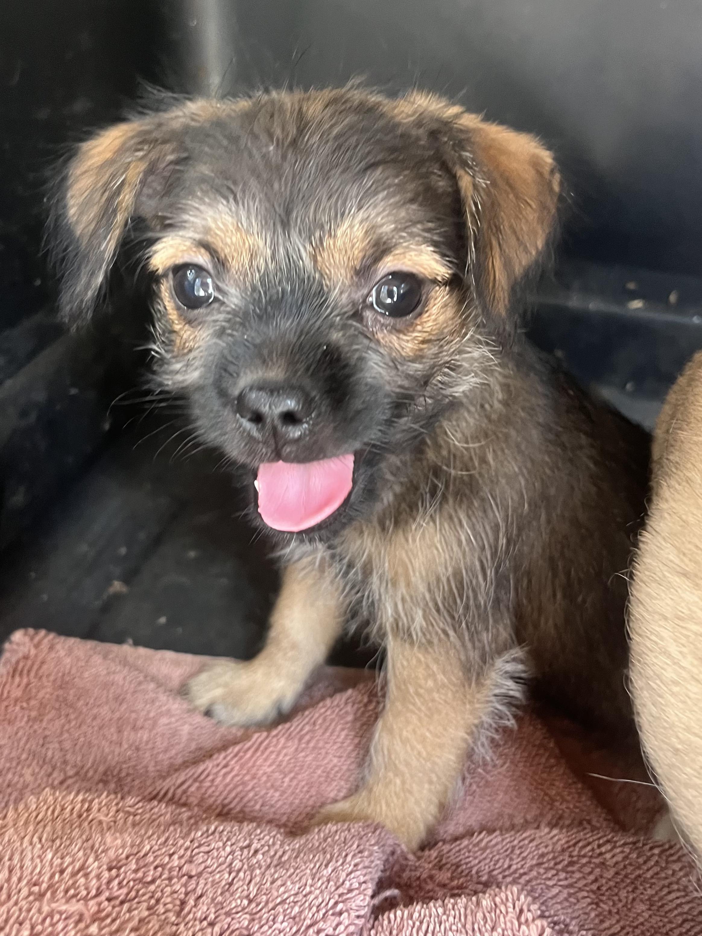 Enlarge Nash, a Adoptable mixed breed in Charlotte , NC image 5/6