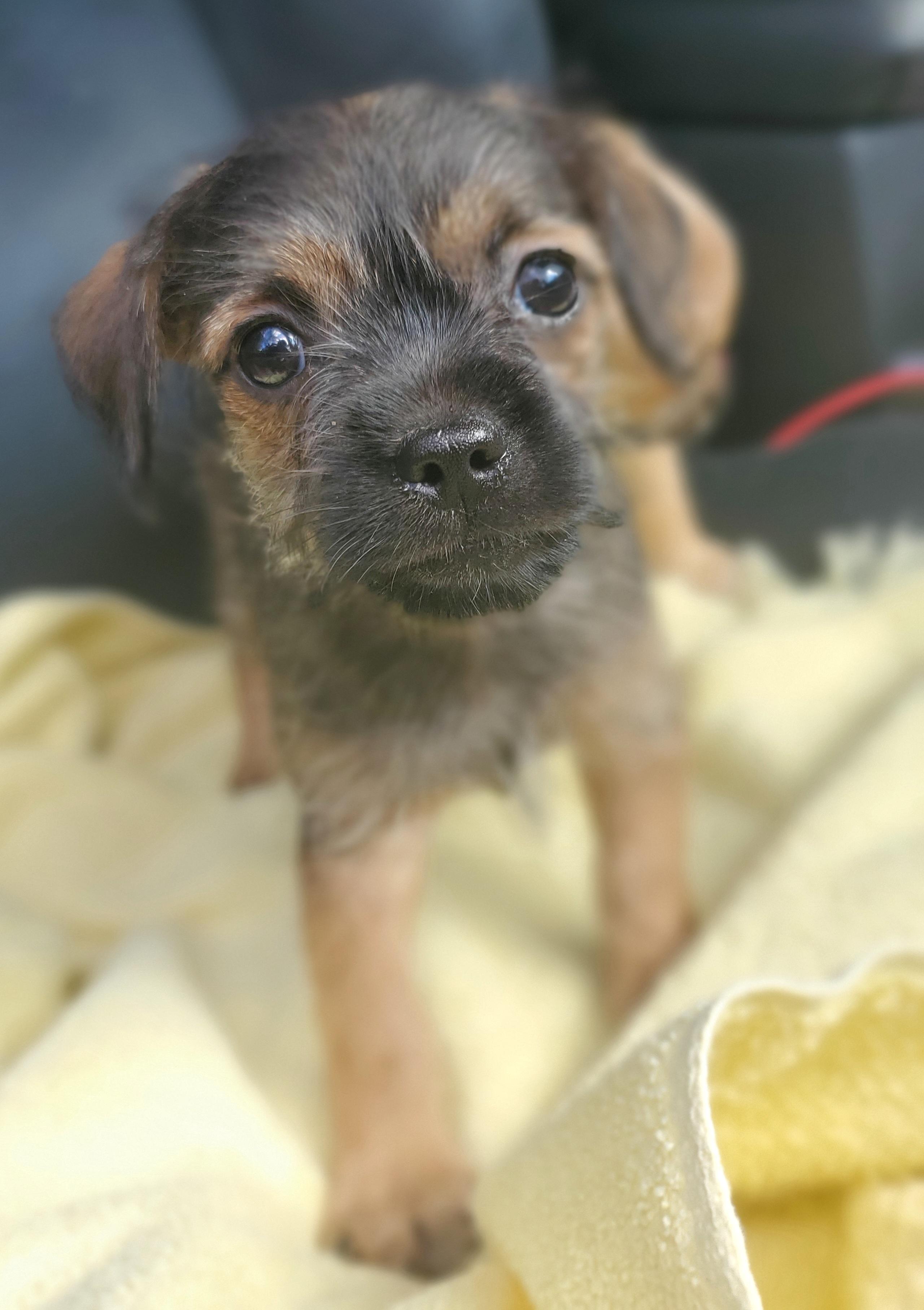 Enlarge Nash, a Adoptable mixed breed in Charlotte , NC image 2/6