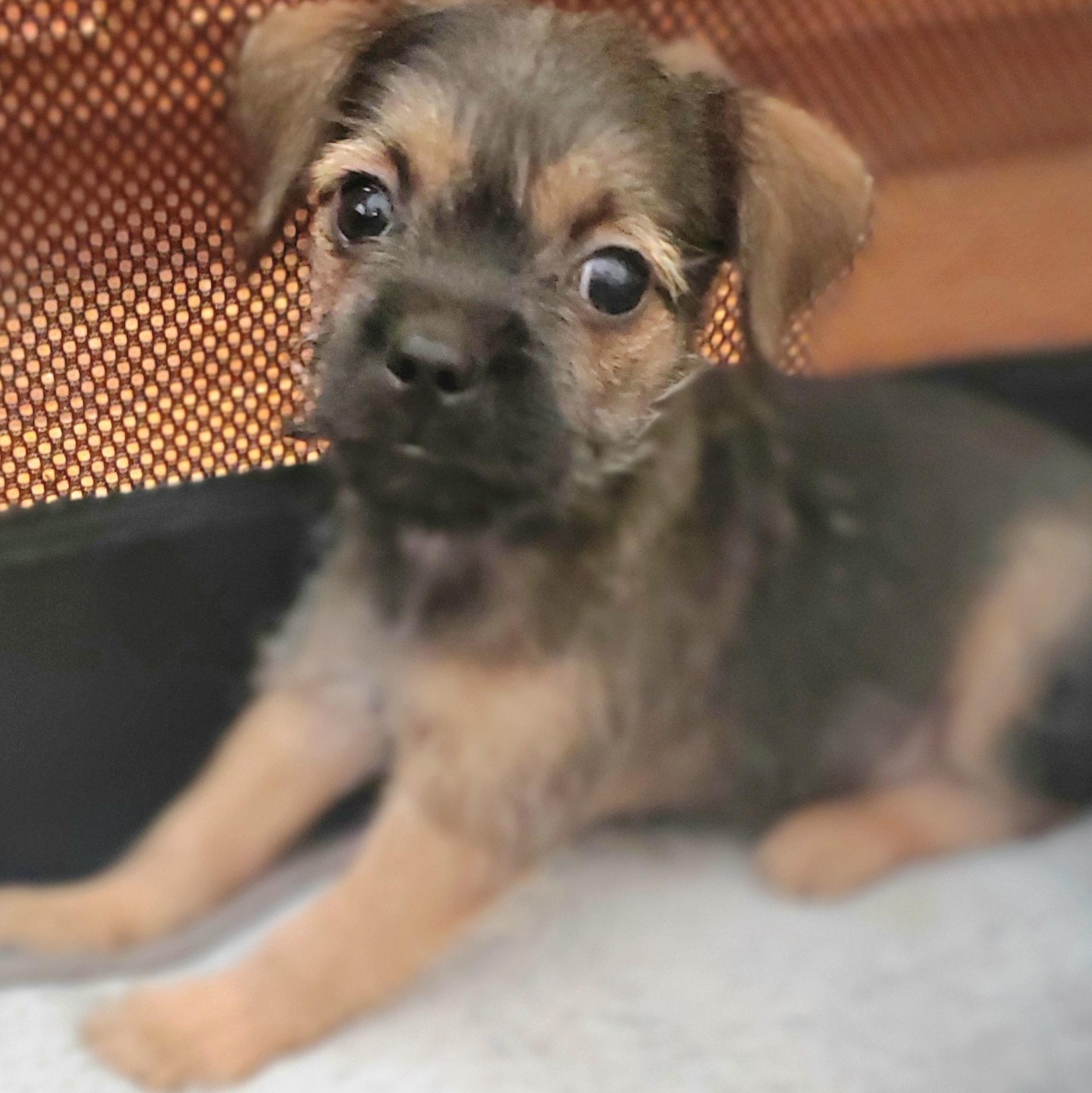 Nash, Adoptable, Puppy Male Chihuahua & Mixed Breed.