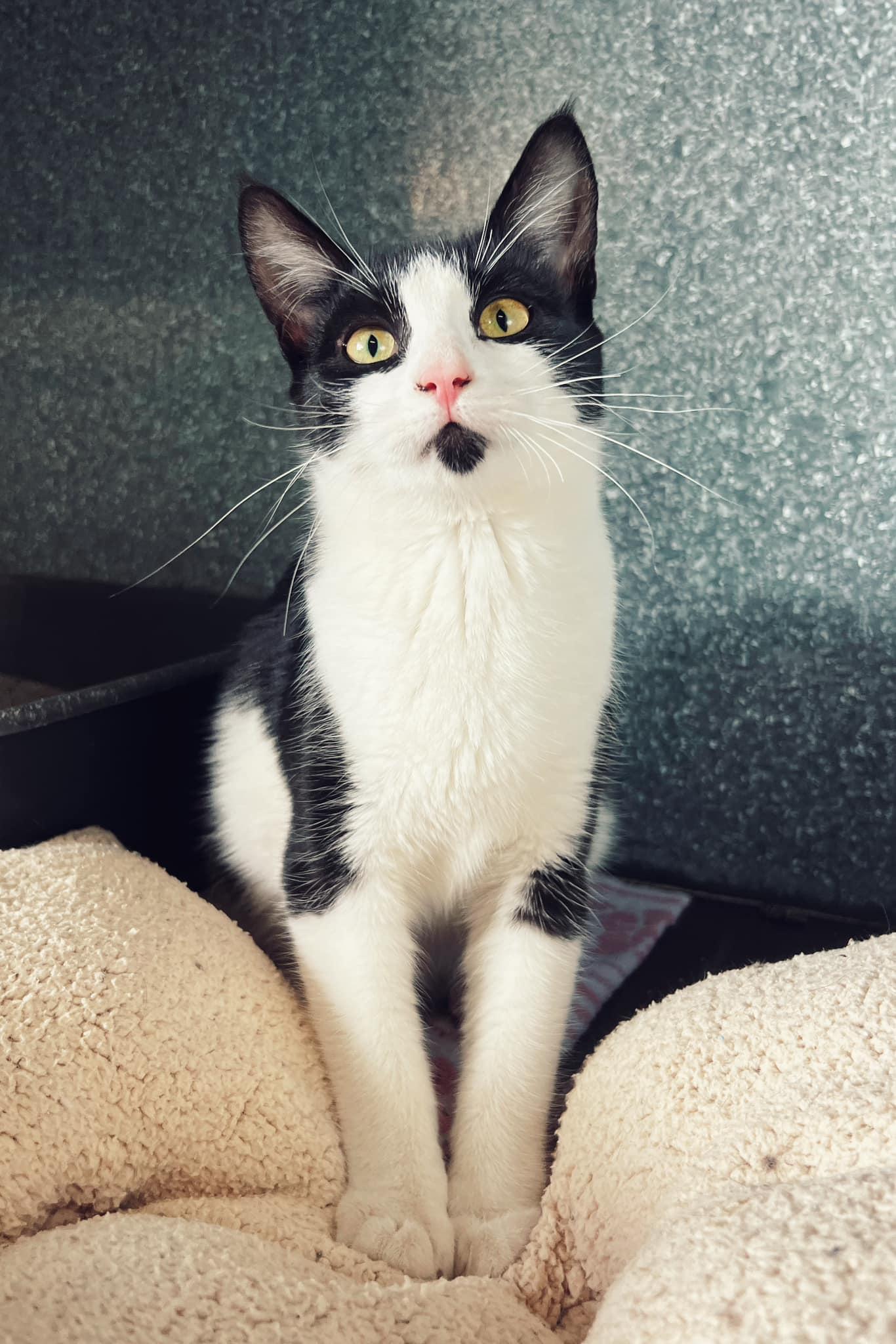 Monstera, Young Female Domestic Short Hair