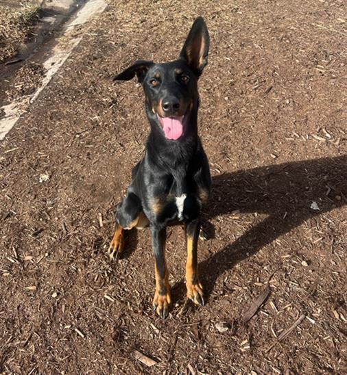 DARK ROAST, Adoptable, Young Female Doberman Pinscher.