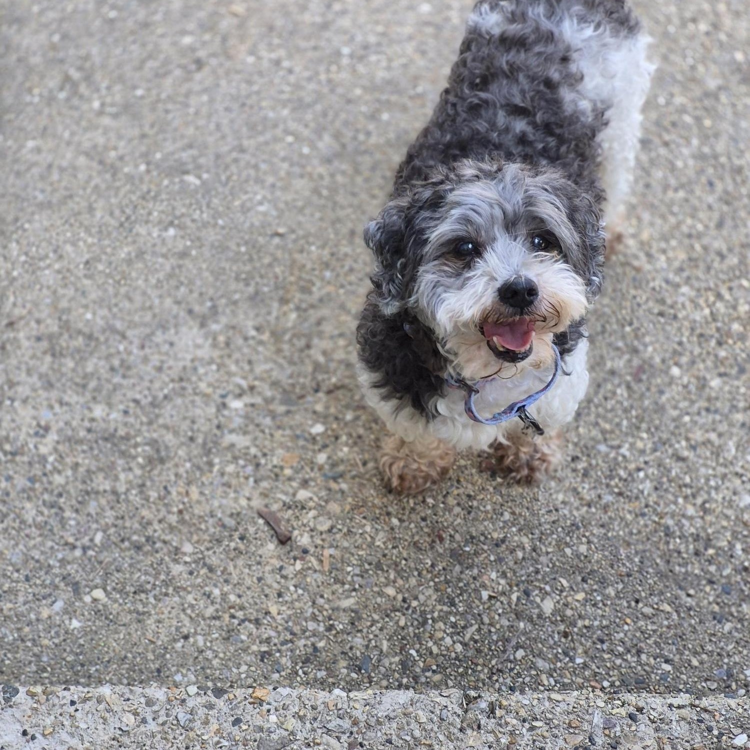 Coco, a ADOPTABLE Shih Tzu in Whitewater, WI image 2/5