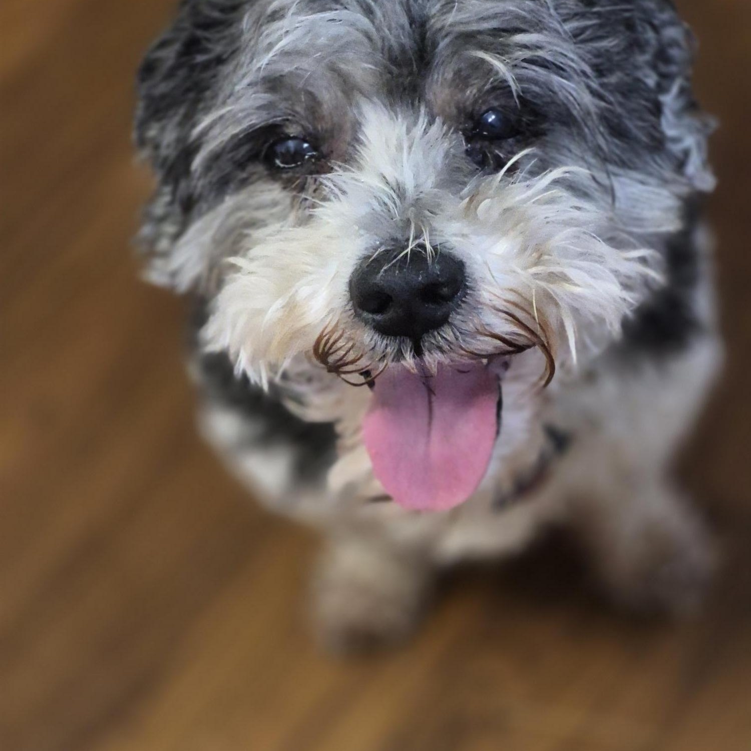 Coco, a ADOPTABLE Shih Tzu in Whitewater, WI image 3/5