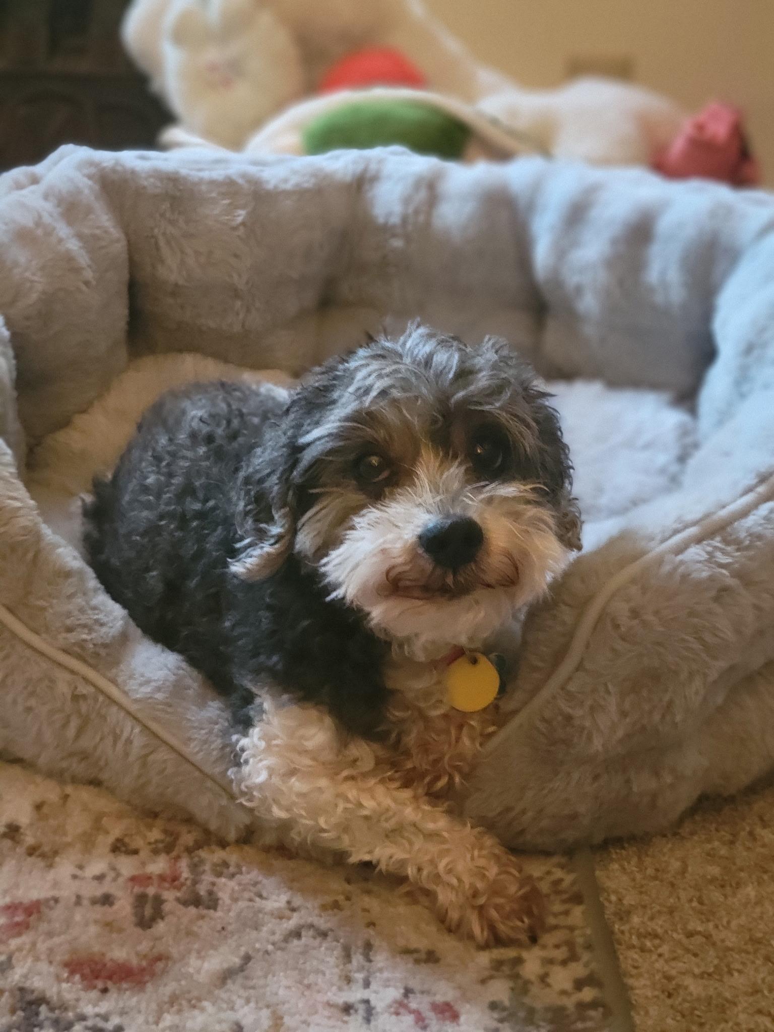 Coco, a ADOPTABLE Shih Tzu in Whitewater, WI image 5/5
