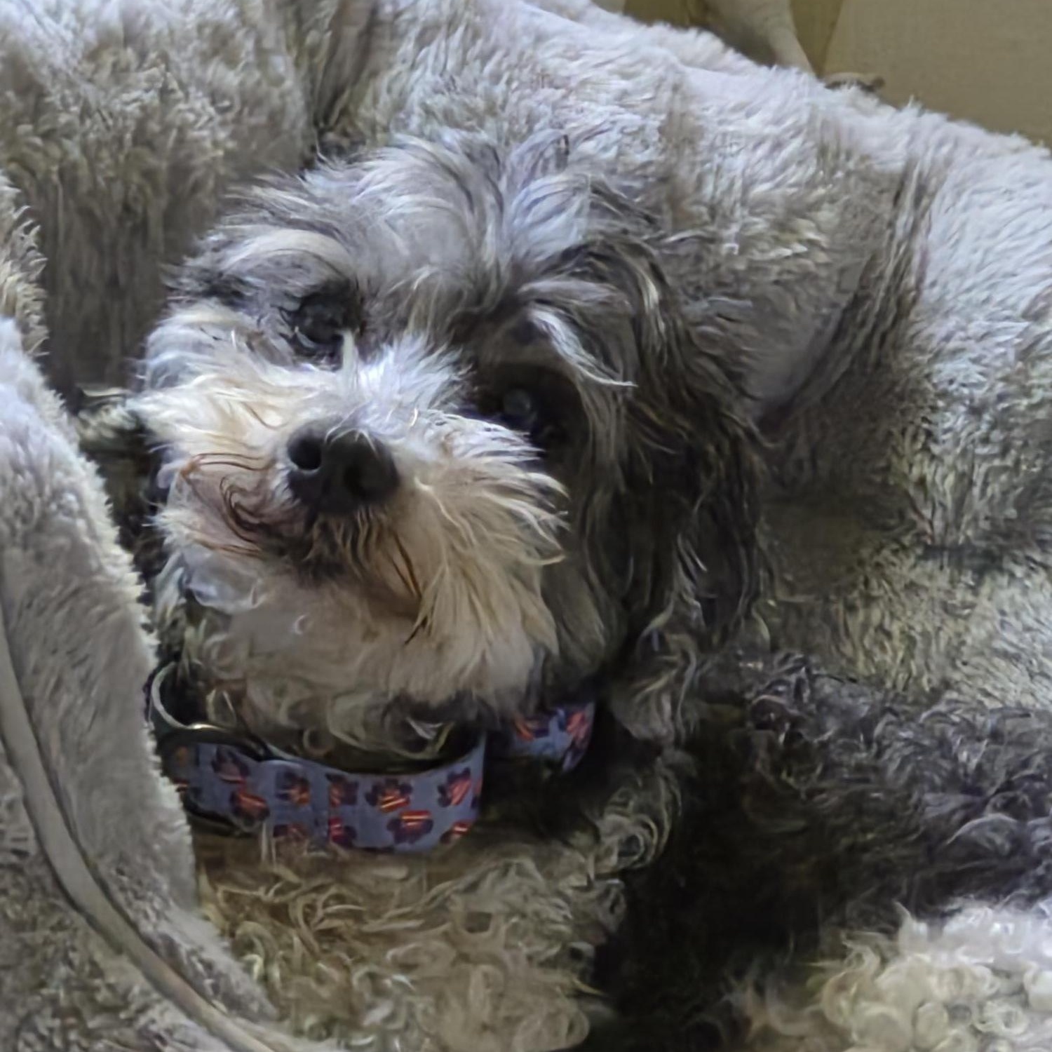 Coco, a ADOPTABLE Shih Tzu in Whitewater, WI image 4/5