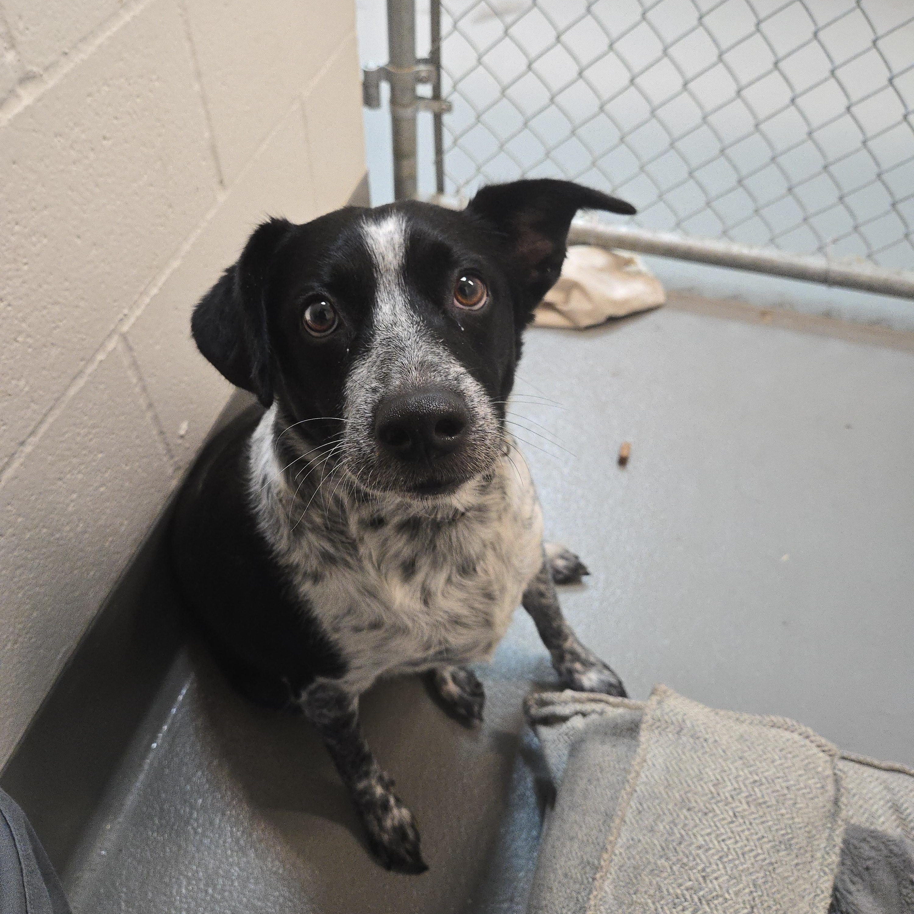 Enlarge Daisy, a Adopted mixed breed in Waldport, OR image 1/2