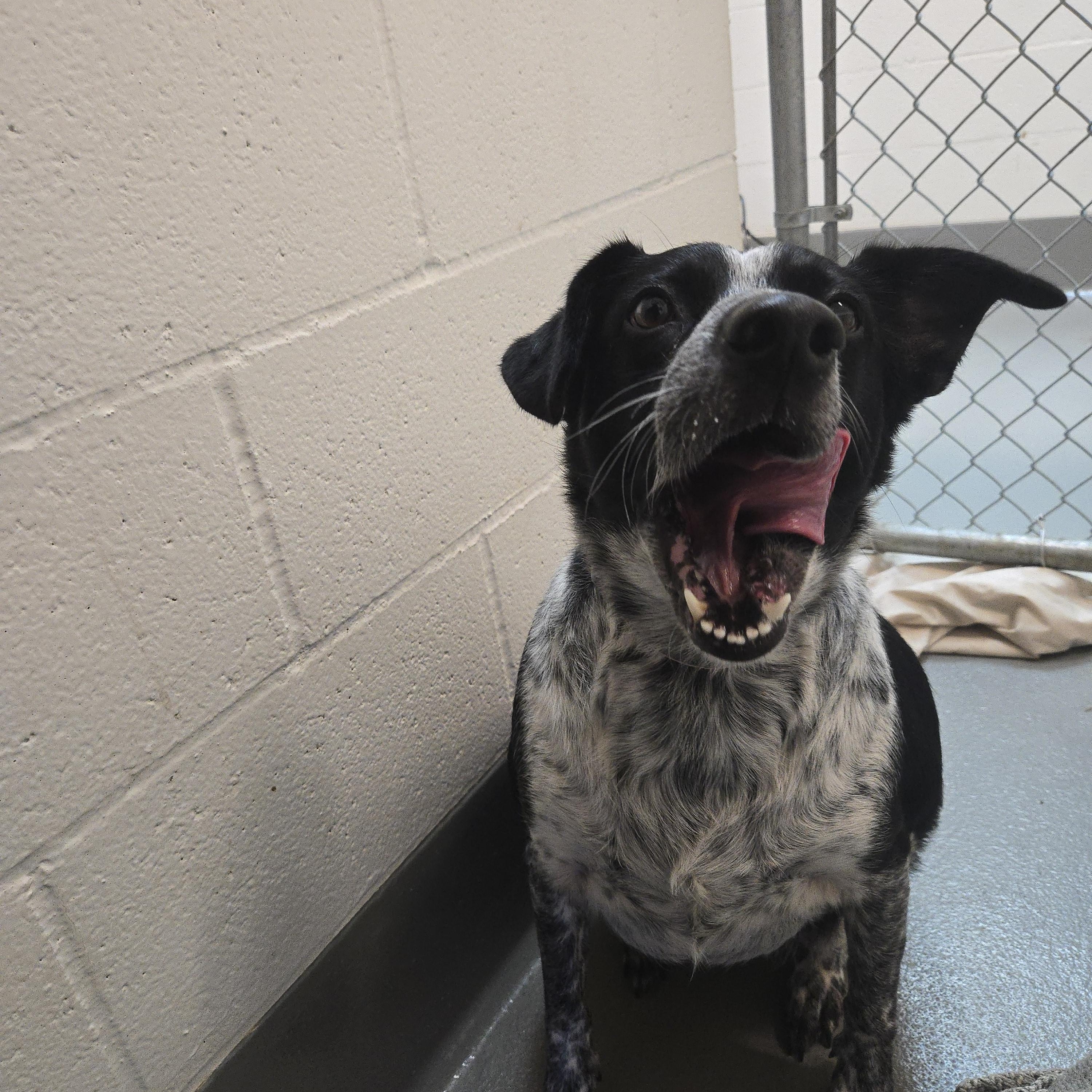 Enlarge Daisy, a Adopted mixed breed in Waldport, OR image 2/2