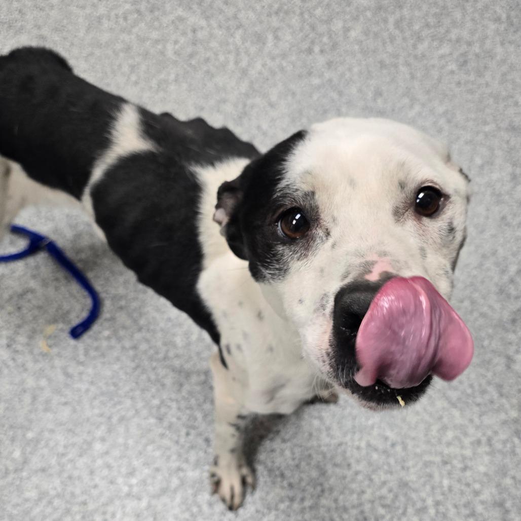 Newspaper, Adoptable, Adult Female American Staffordshire Terrier.