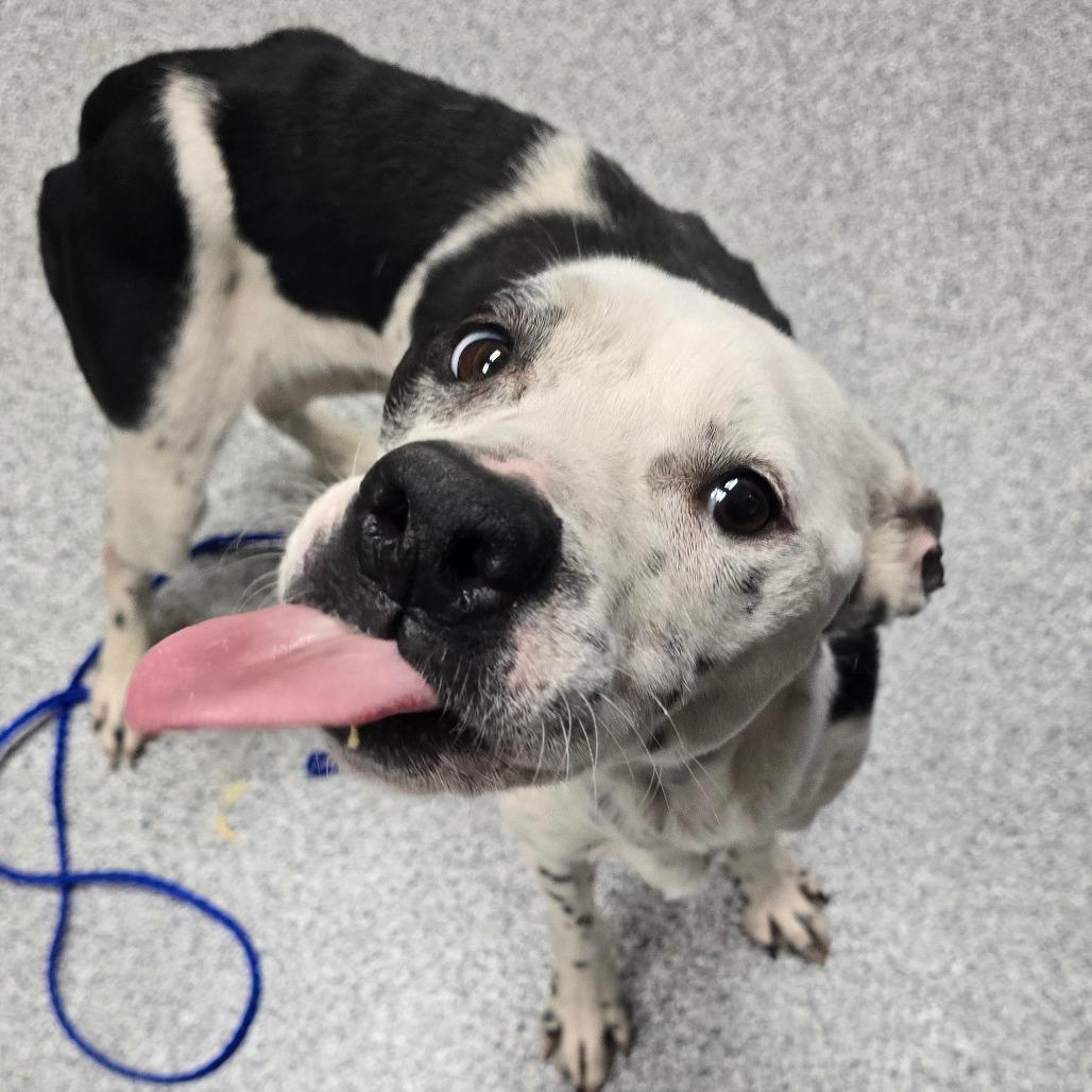 Enlarge Newspaper, a Adoptable American Staffordshire Terrier in Grand Rapids, MI image 2/4