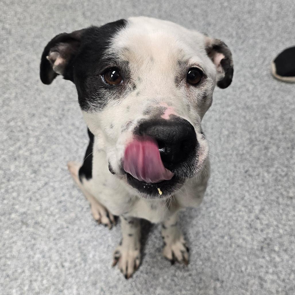 Enlarge Newspaper, a Adoptable American Staffordshire Terrier in Grand Rapids, MI image 3/4