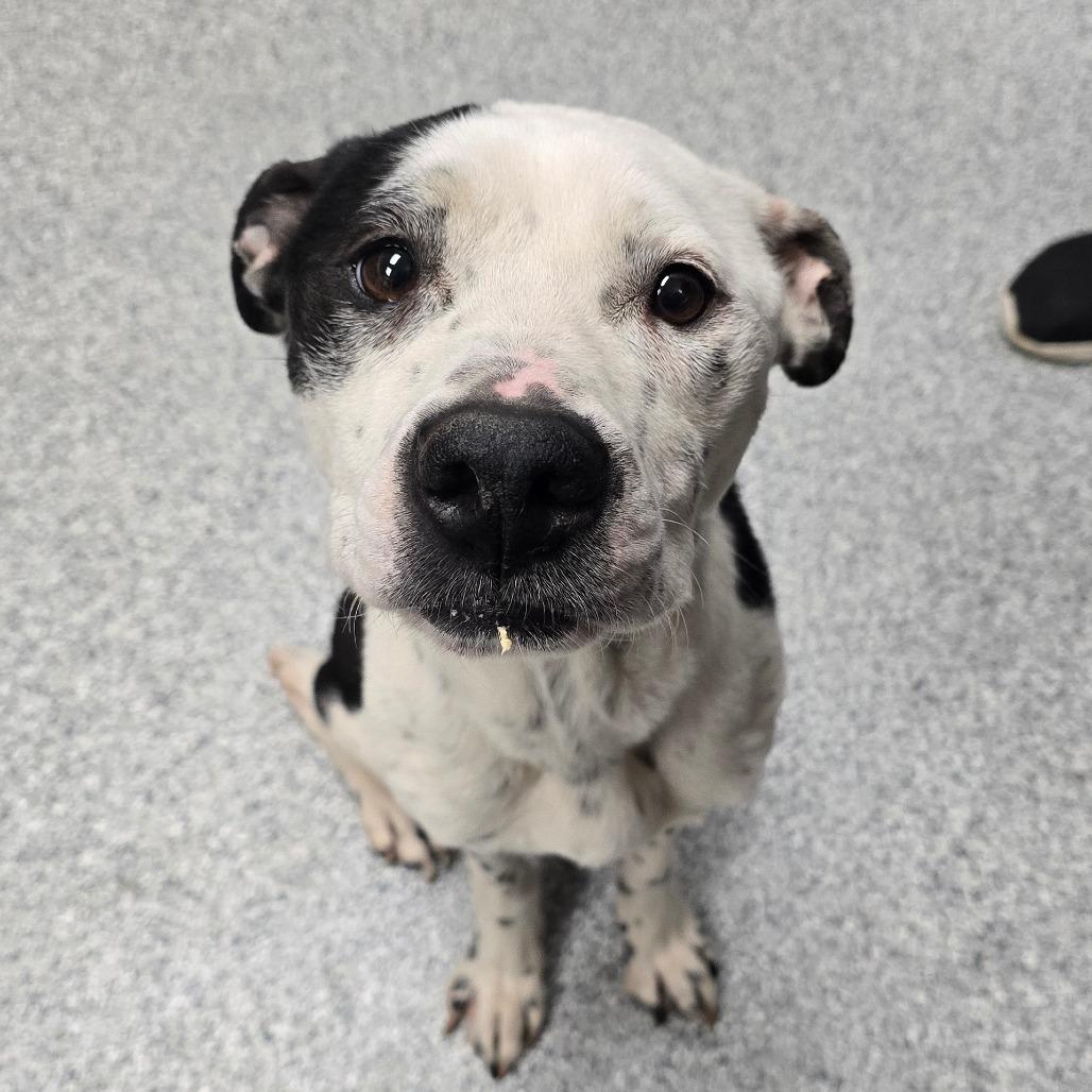 Enlarge Newspaper, a Adoptable American Staffordshire Terrier in Grand Rapids, MI image 4/4