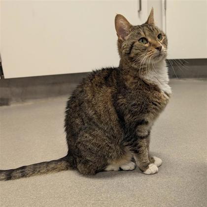 Enlarge Eva, a ADOPTABLE Domestic Short Hair in Hilliard, OH image 3/4