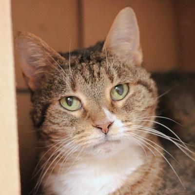 Enlarge Eva, a ADOPTABLE Domestic Short Hair in Hilliard, OH image 1/4