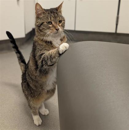 Enlarge Eva, a ADOPTABLE Domestic Short Hair in Hilliard, OH image 2/4