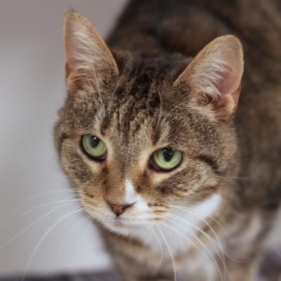 Enlarge Eva, a ADOPTABLE Domestic Short Hair in Hilliard, OH image 4/4