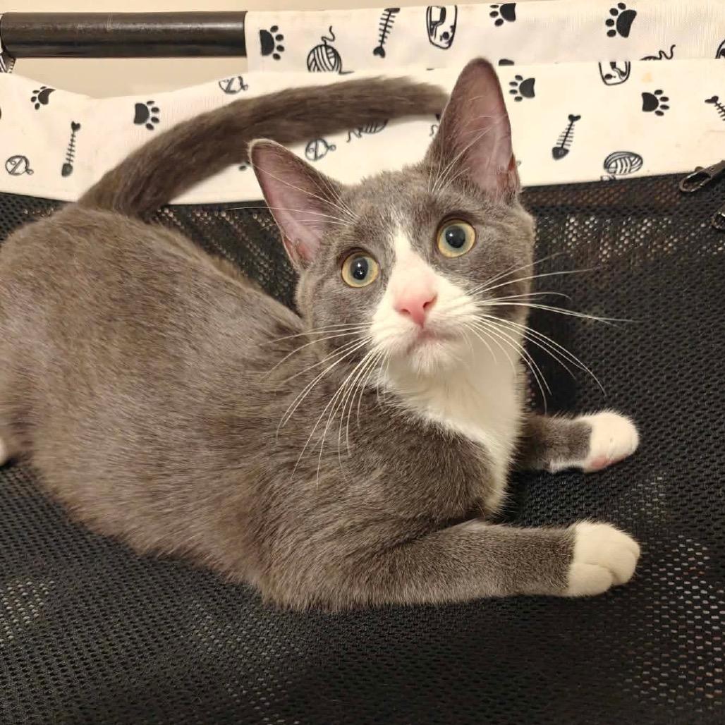 Haze, Adoptable, Kitten Female Domestic Short Hair.