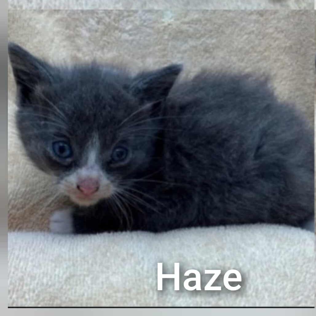 Enlarge Haze, a Adoptable Domestic Short Hair in Forest Hills, NY image 2/2