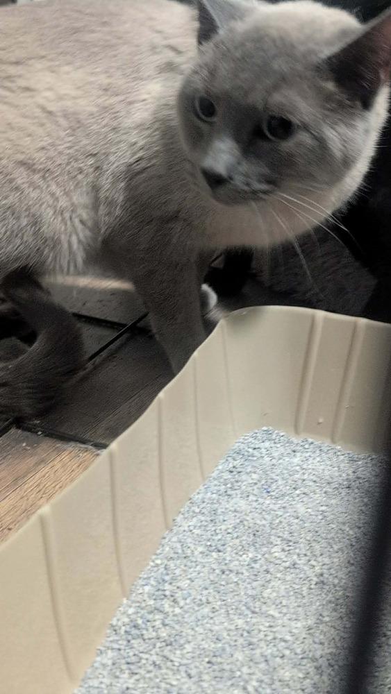 Luigi K-521, Adoptable, Adult Male Domestic Short Hair.