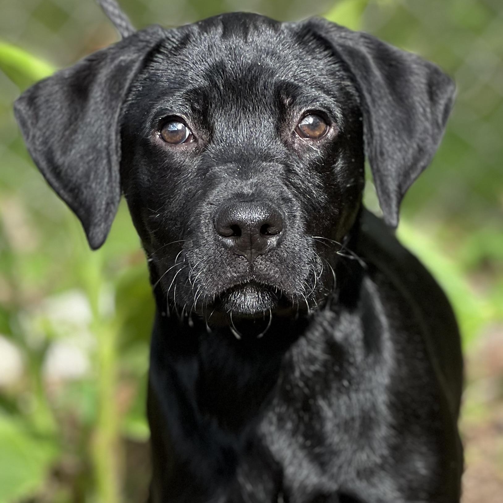 ASHA - ARRIVING IN MAINE APRIL 18TH, Adoptable, Puppy Female Labrador Retriever.